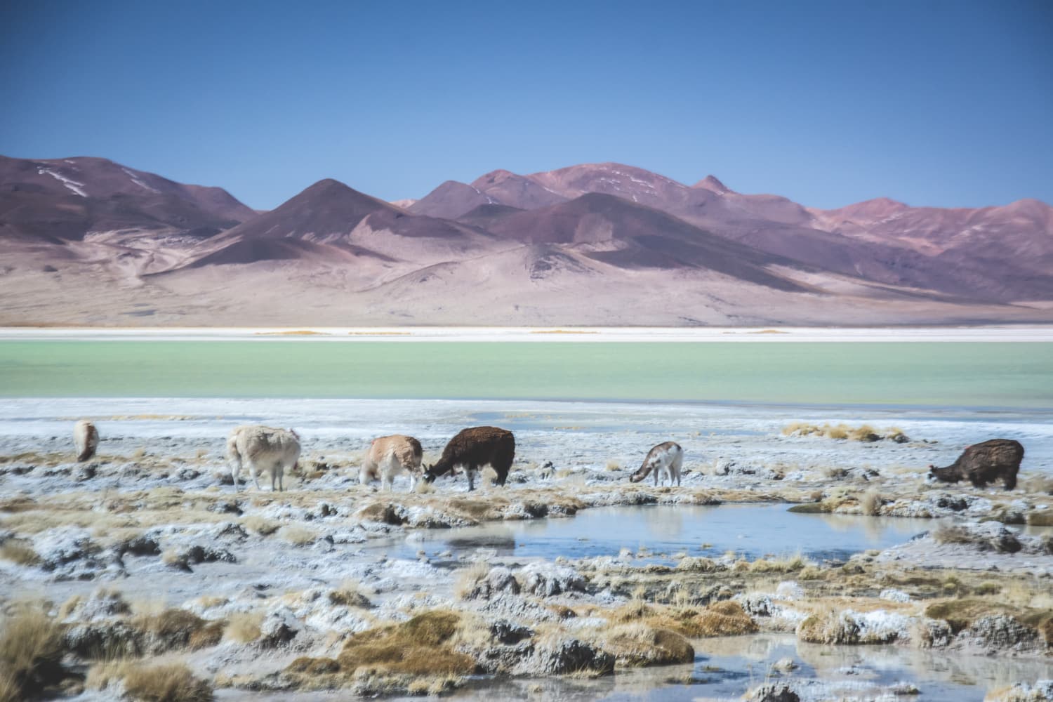 Llamas grazing on the shore of the Salar del Huasco lagoon with Andean hills behind