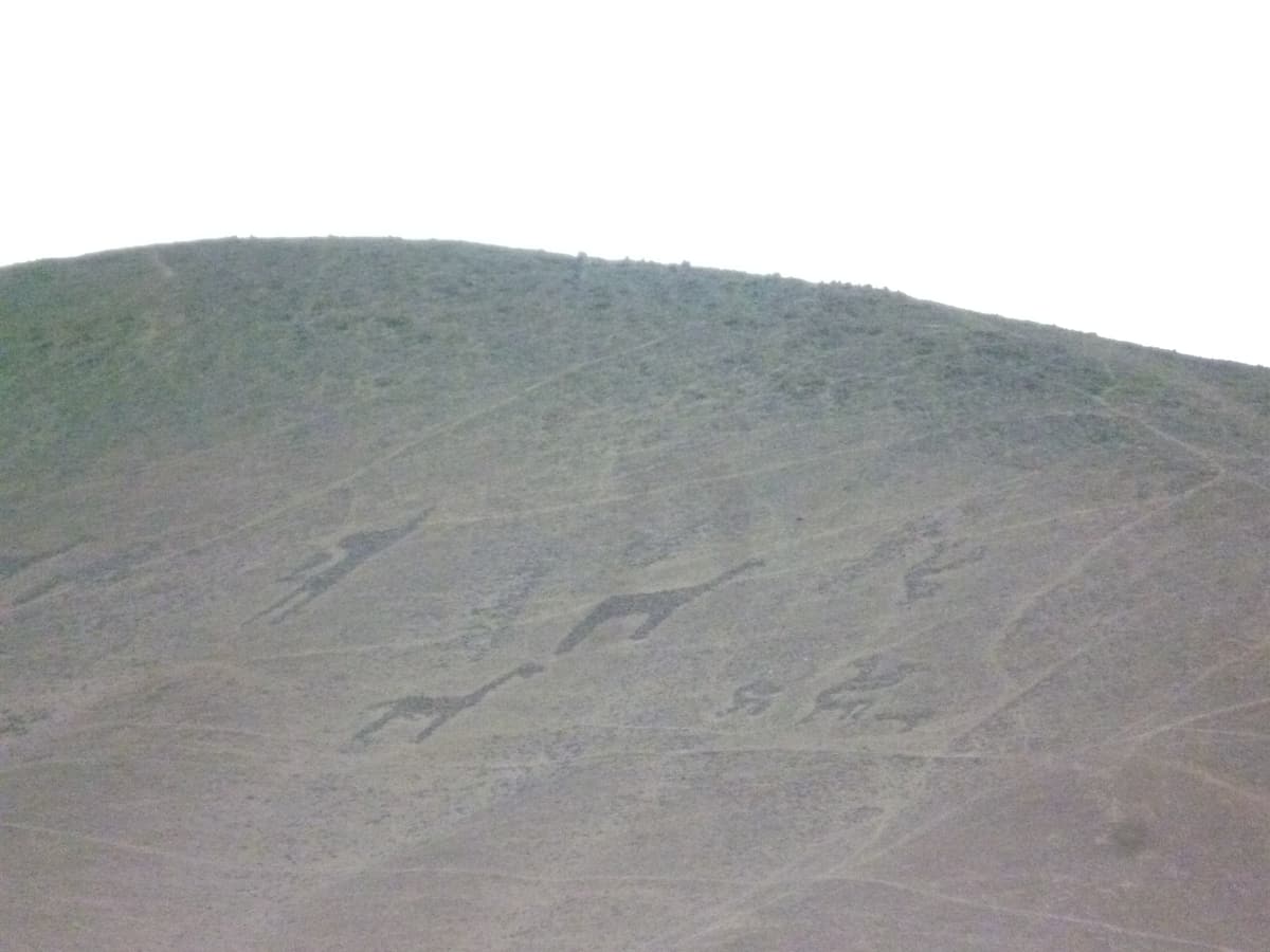 Ancient geoglyphs of llamas and human figures on a hillside in the Azapa valley